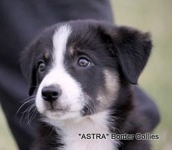 Black tricolour male, Smooth to medium coat, border collie puppy